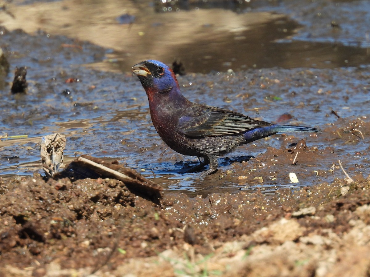 Varied Bunting - Mary Tannehill