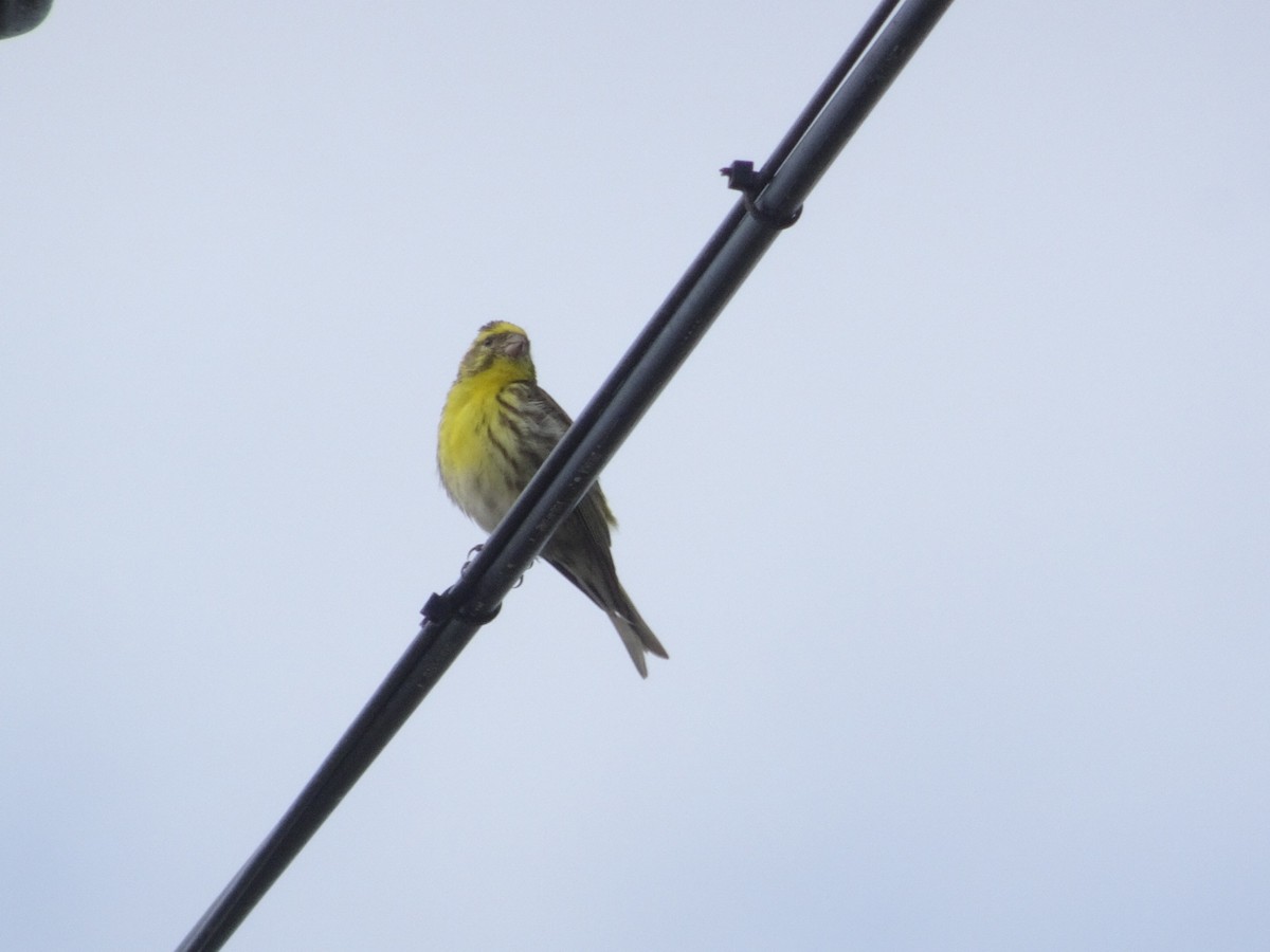 European Serin - ML240602671