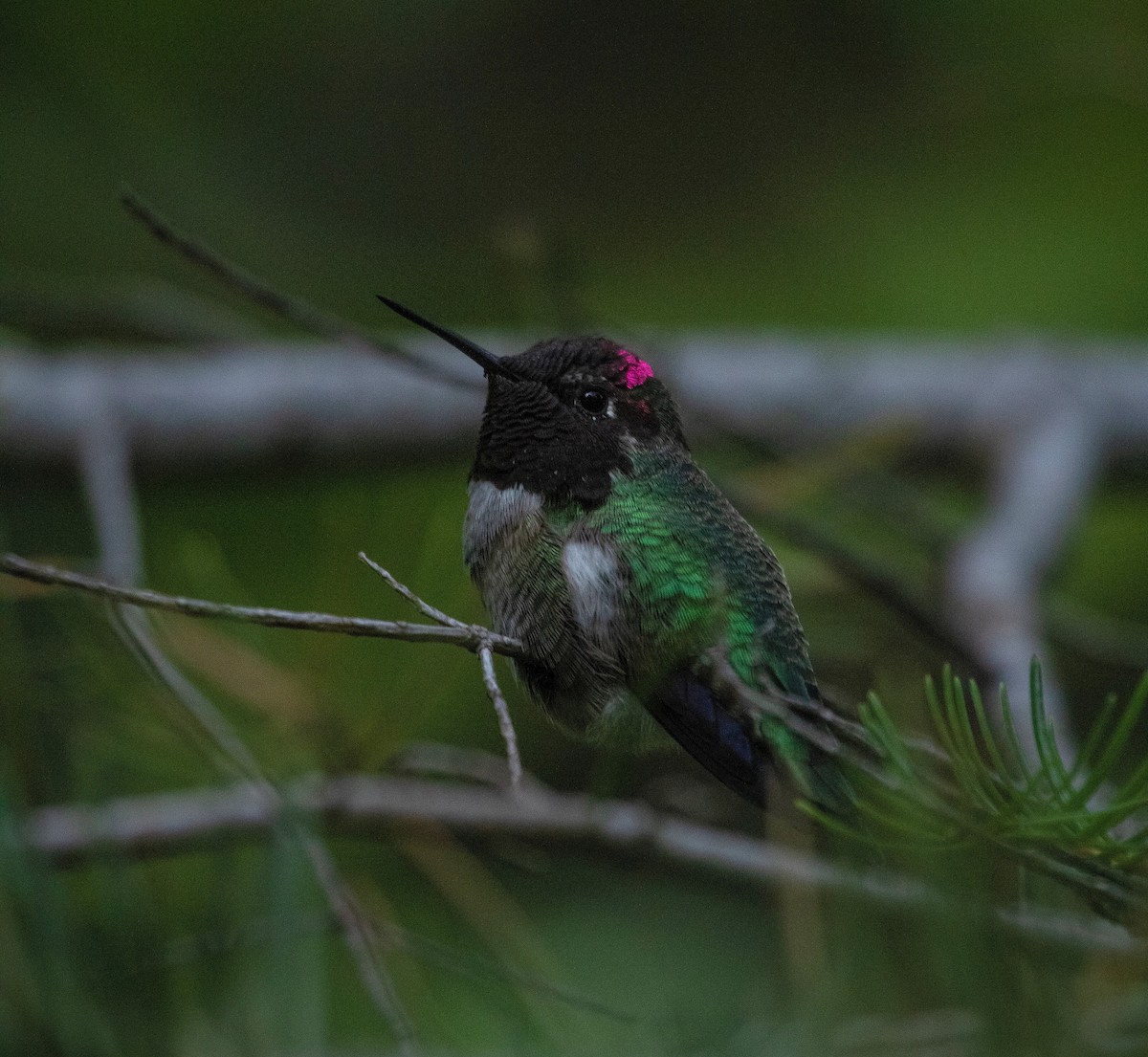 Anna's Hummingbird - ML240602931