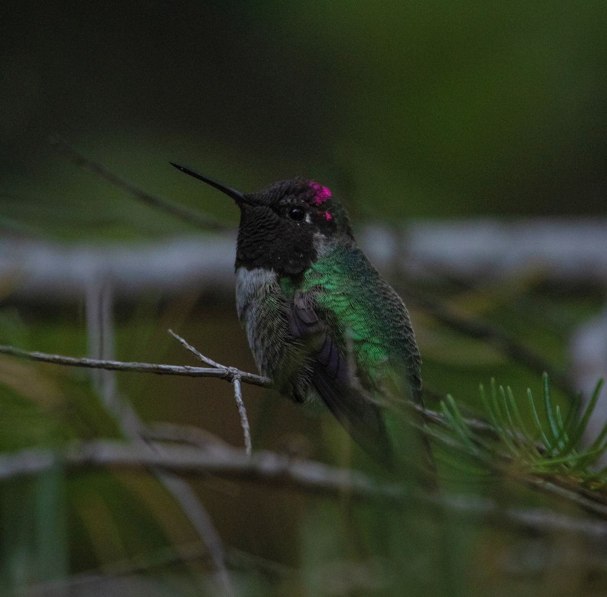 Anna's Hummingbird - ML240602961