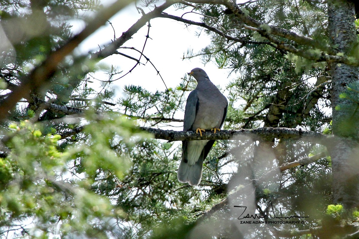 Band-tailed Pigeon - Zane Adams