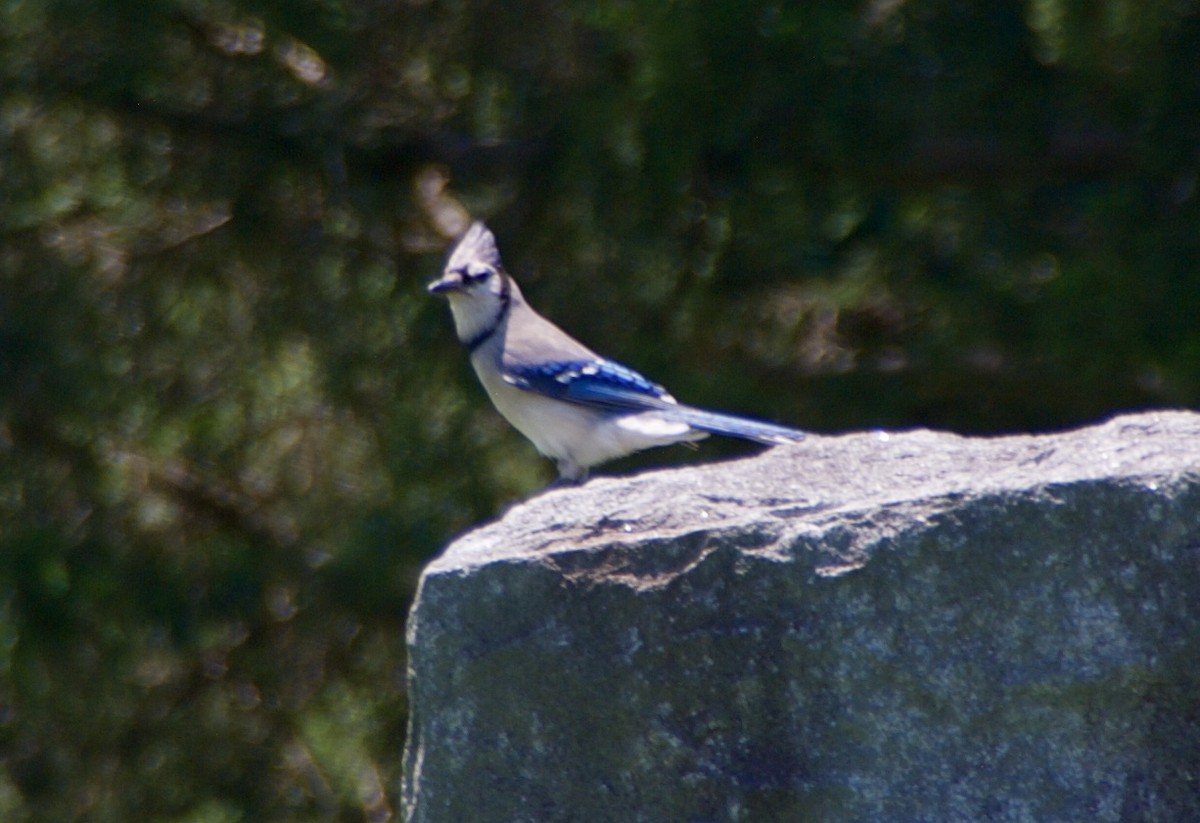 Blue Jay - Mary Jeanne Carter