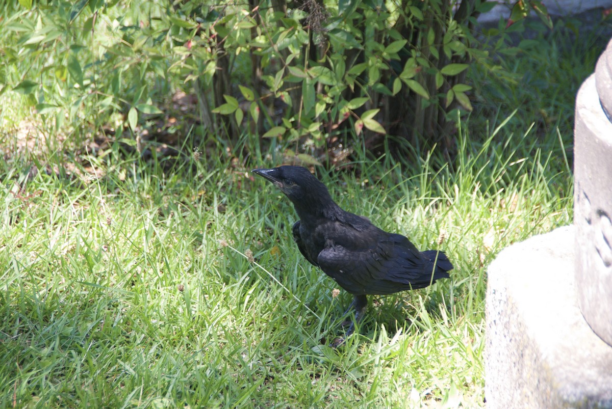 American Crow - Mary Jeanne Carter