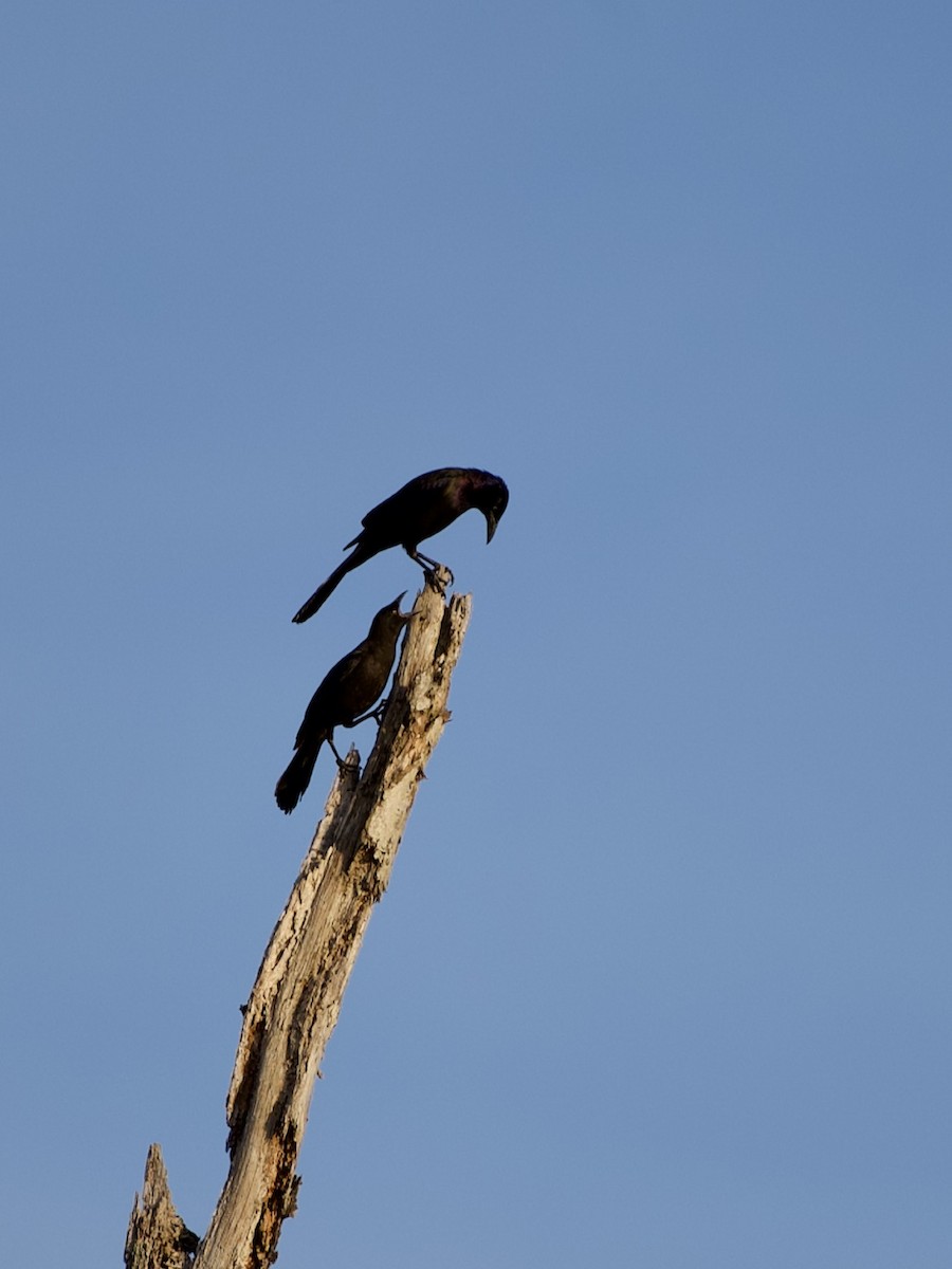 Common Grackle - ML240604331