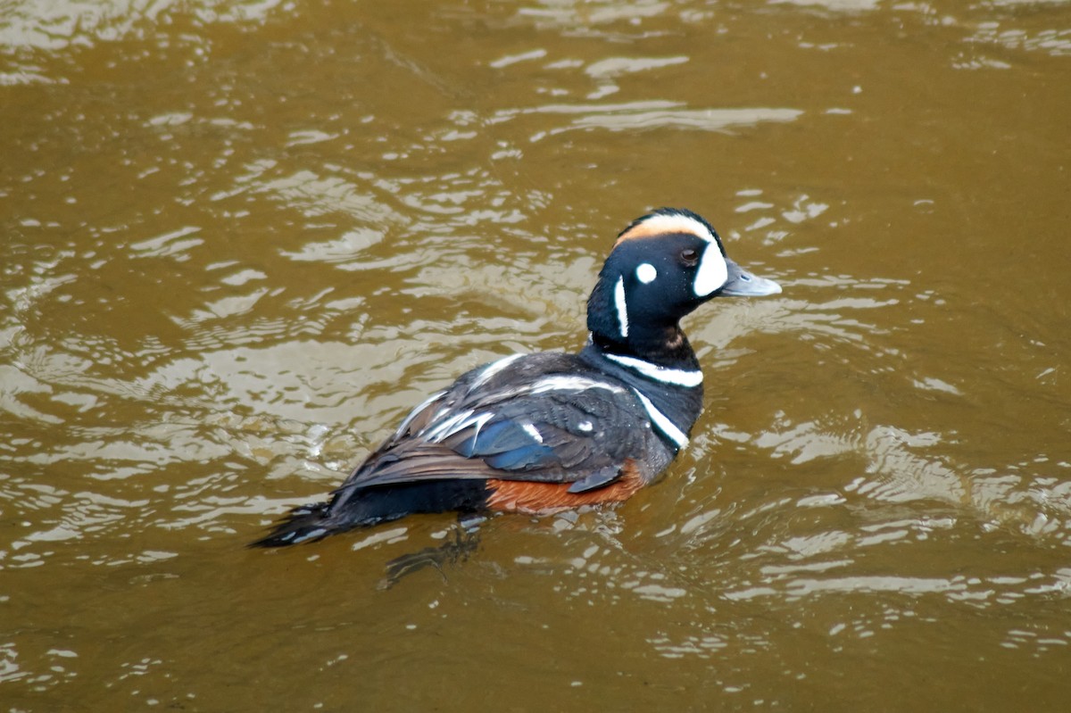 Harlequin Duck - ML240605861