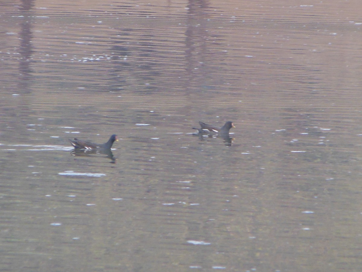 Gallinule poule-d'eau - ML24060591
