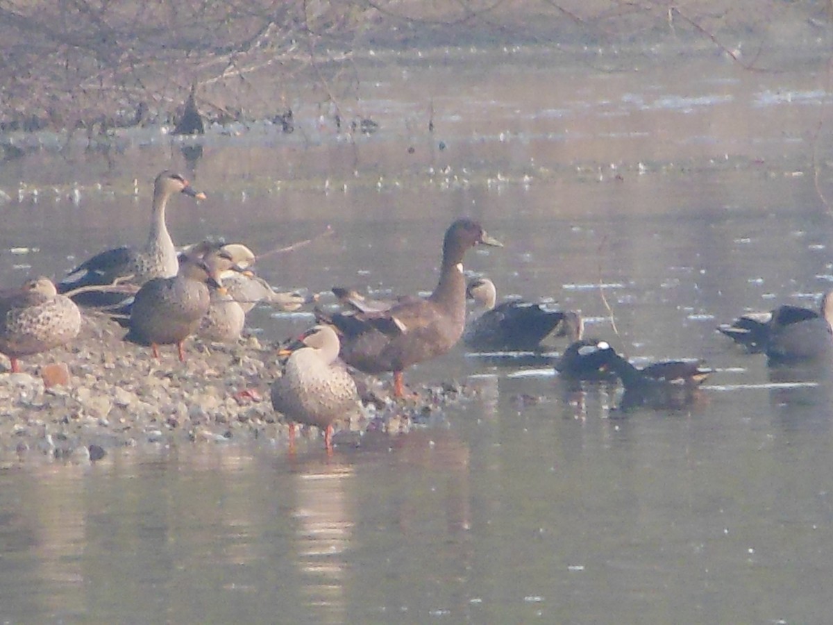 Canard colvert - ML24060601