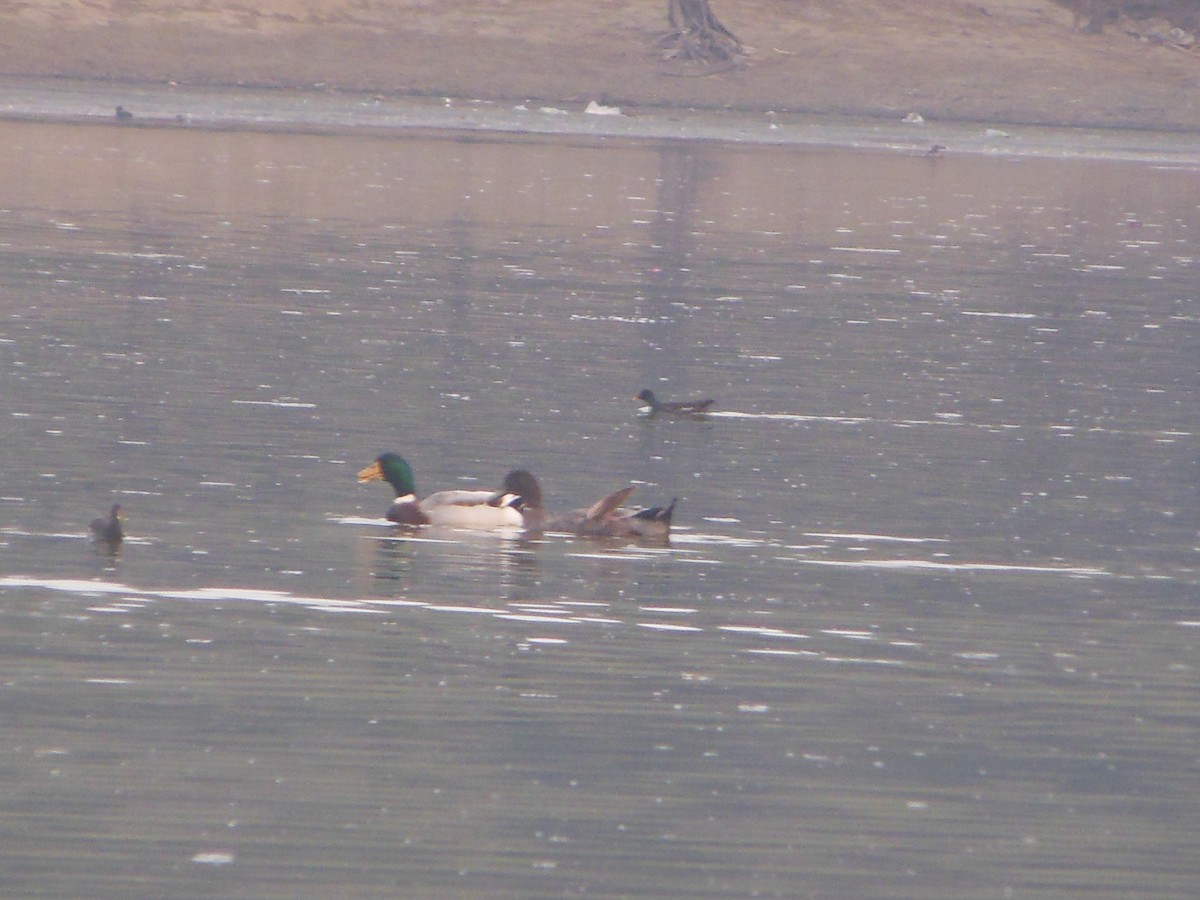 Canard colvert - ML24060641