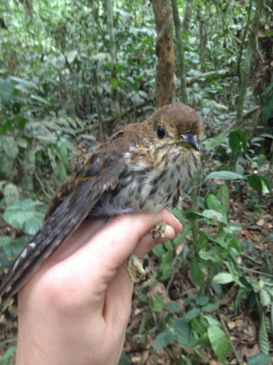 Olive Long-tailed Cuckoo - ML24060701