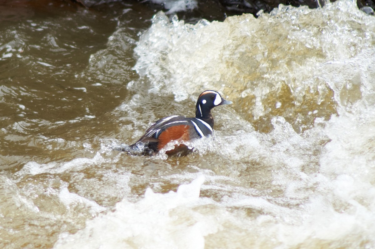 Harlequin Duck - ML240607291