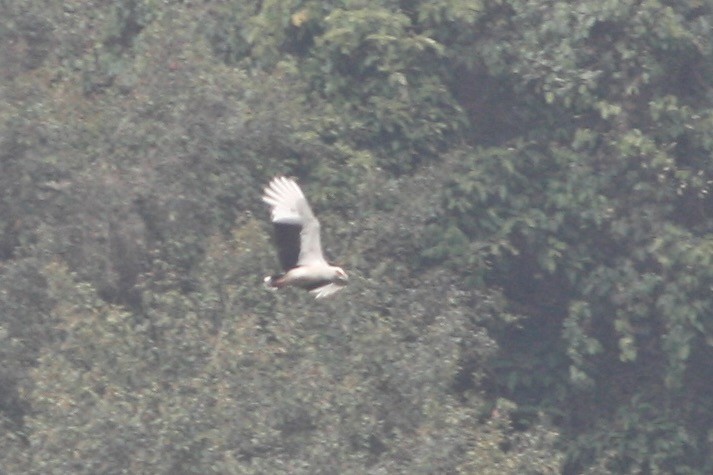 Palm-nut Vulture - ML24060921