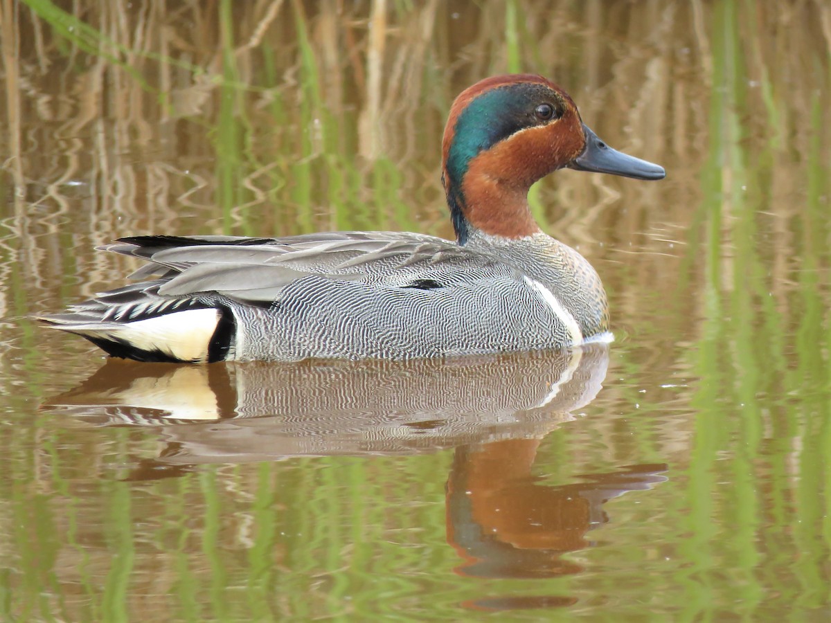 Green-winged Teal - Timothy Piranian