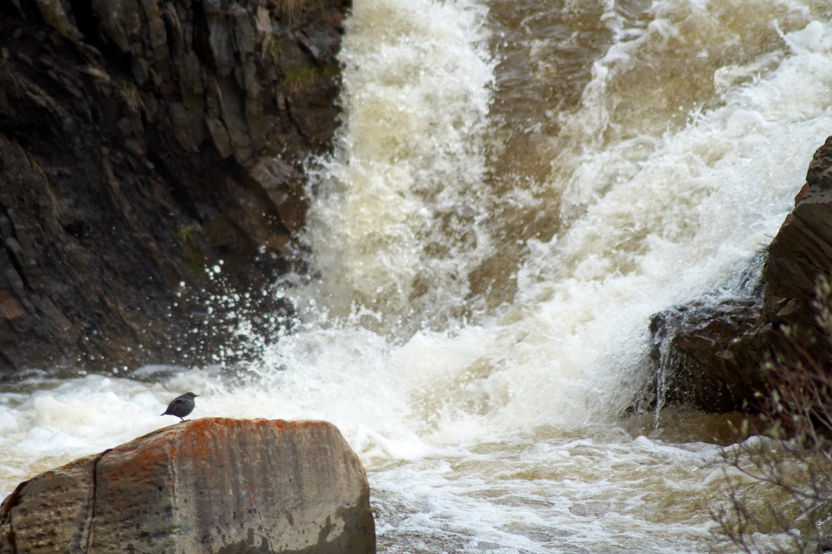 American Dipper - ML240610411