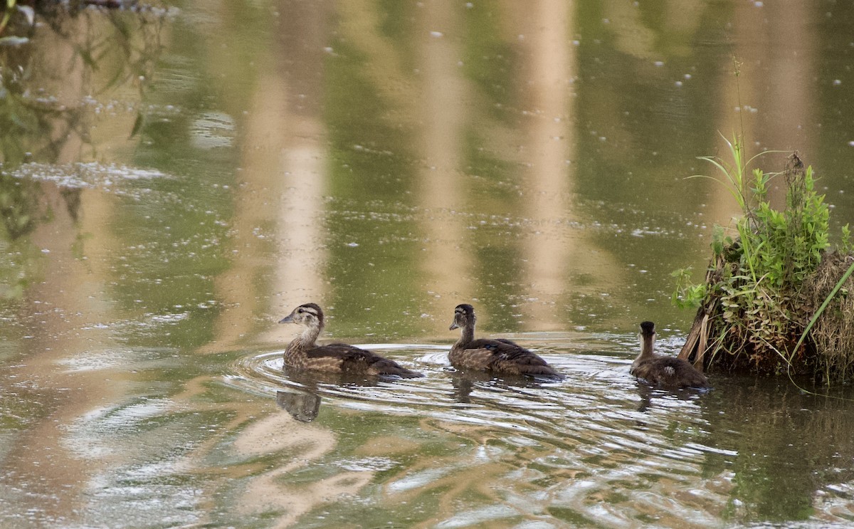 Wood Duck - ML240610681