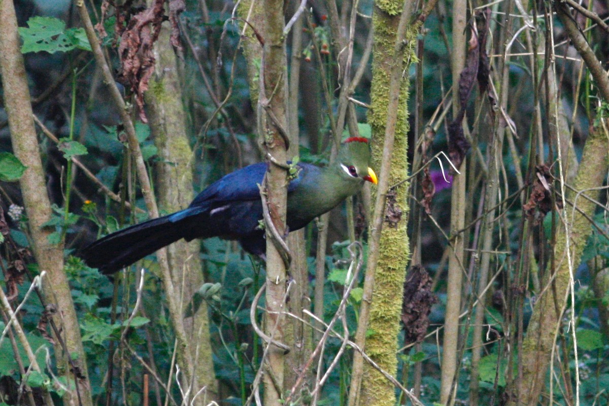 Yellow-billed Turaco (Verreaux's) - ML24061181