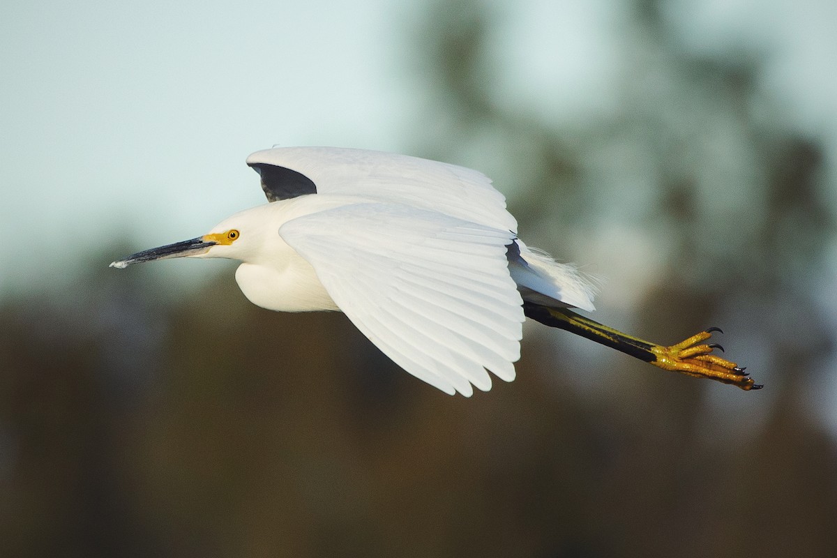 Snowy Egret - Liam Huber