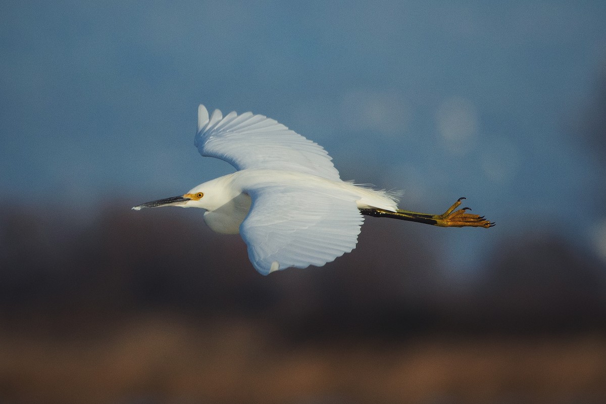 Snowy Egret - ML240613761