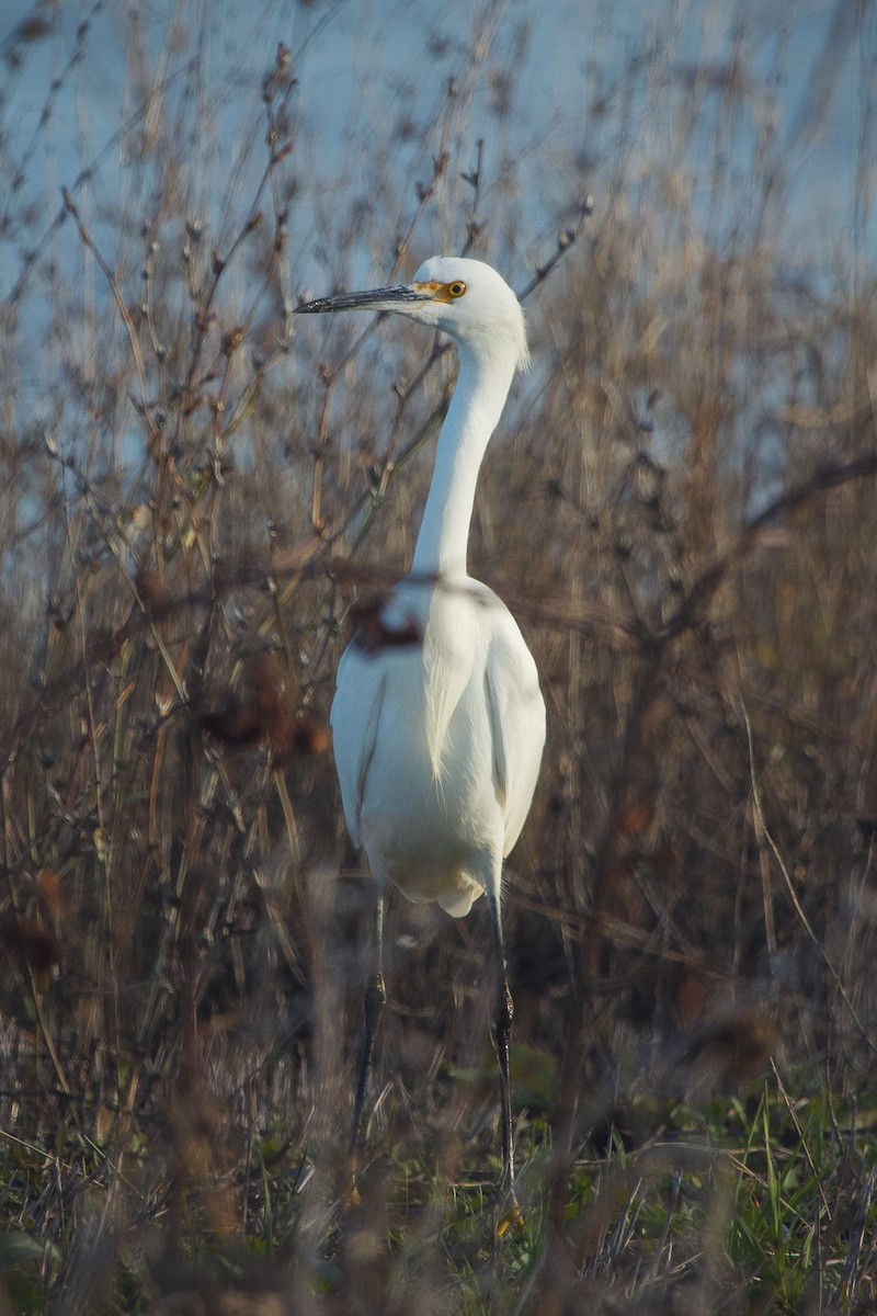 Snowy Egret - Liam Huber