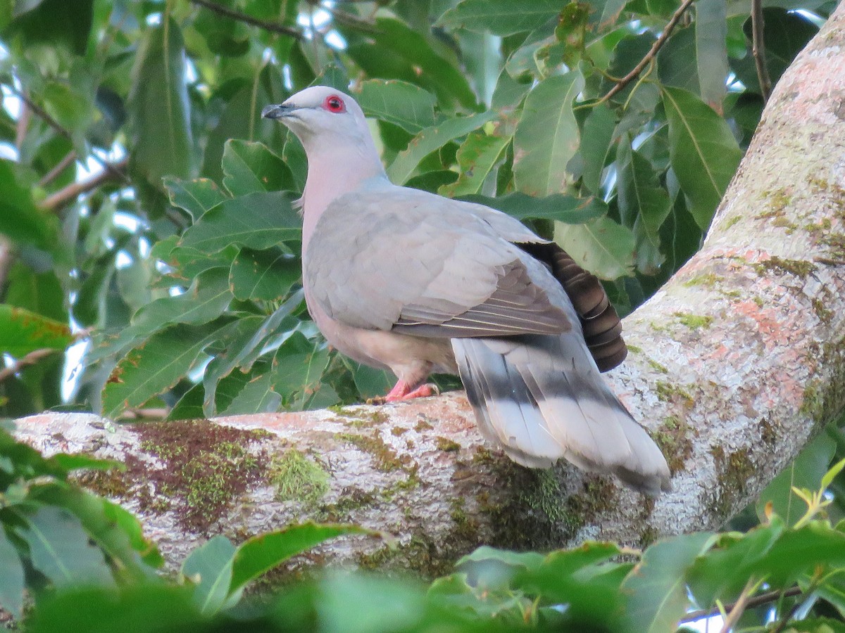 Ring-tailed Pigeon - Carla Bregman