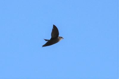 エントツアマツバメ - ML240615581