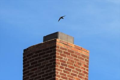 Chimney Swift - ML240615651