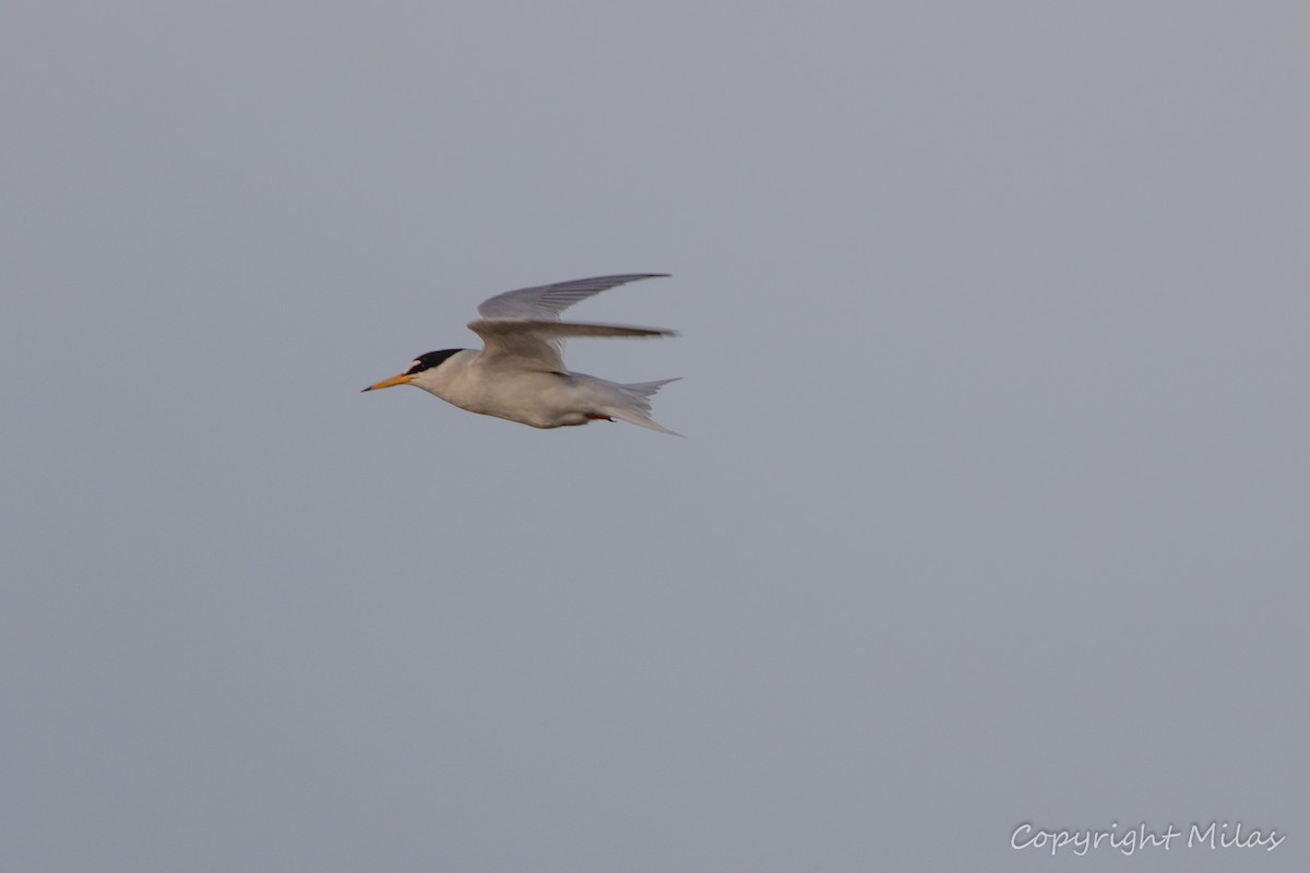 Little Tern - ML240617011