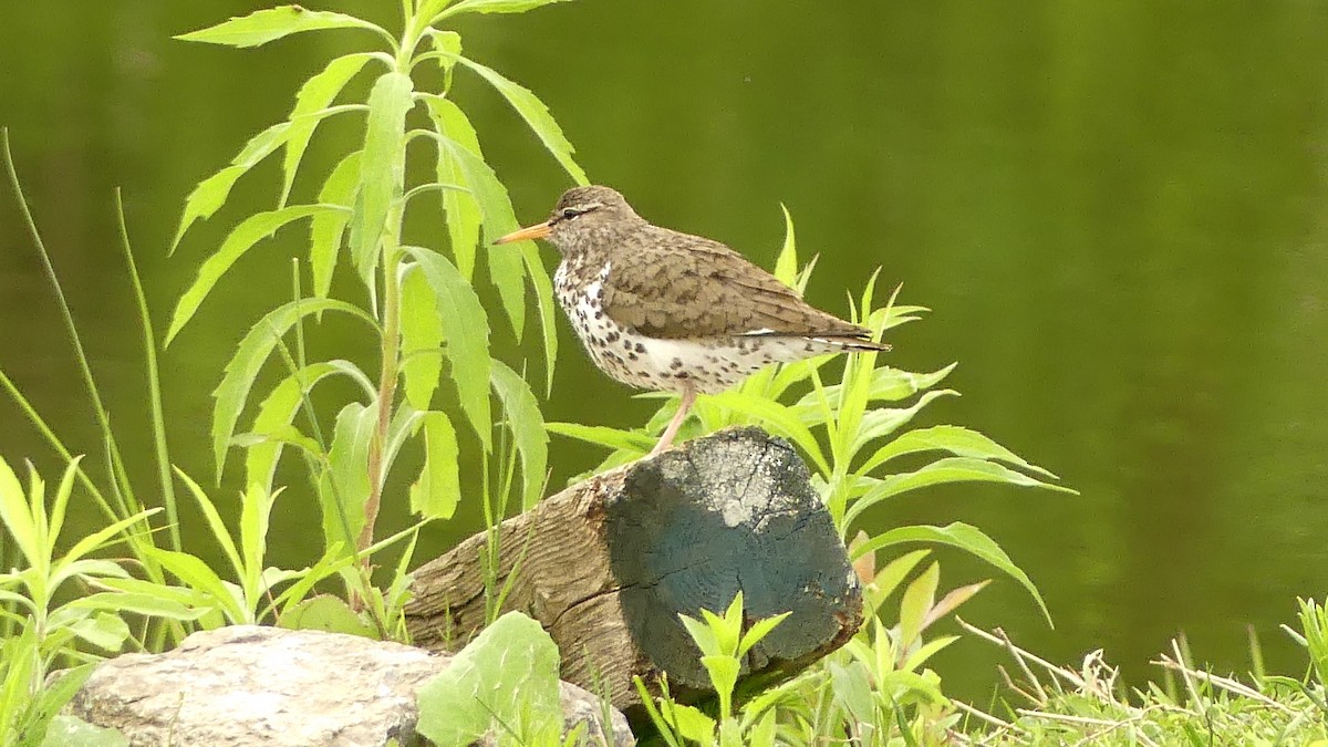 Spotted Sandpiper - André Labelle