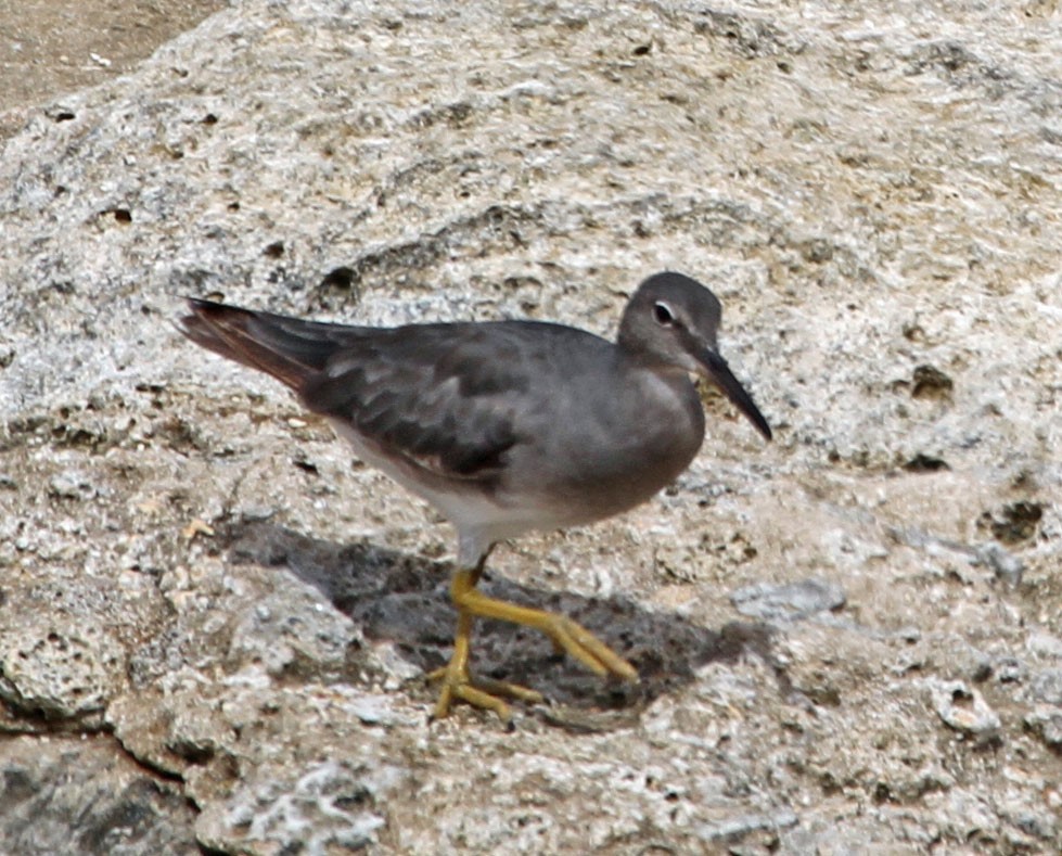 Wandering Tattler - ML240617601