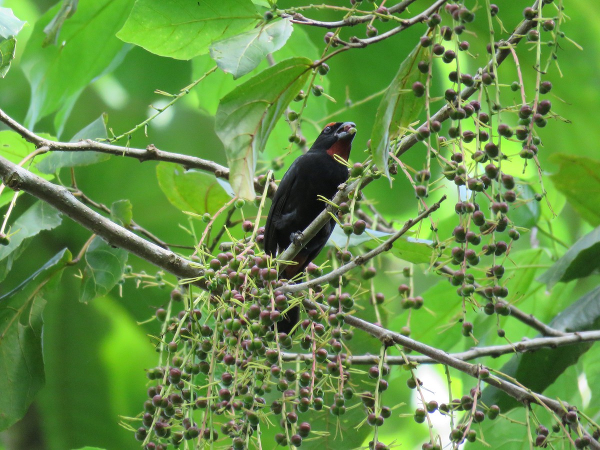 Greater Antillean Bullfinch - ML24061761