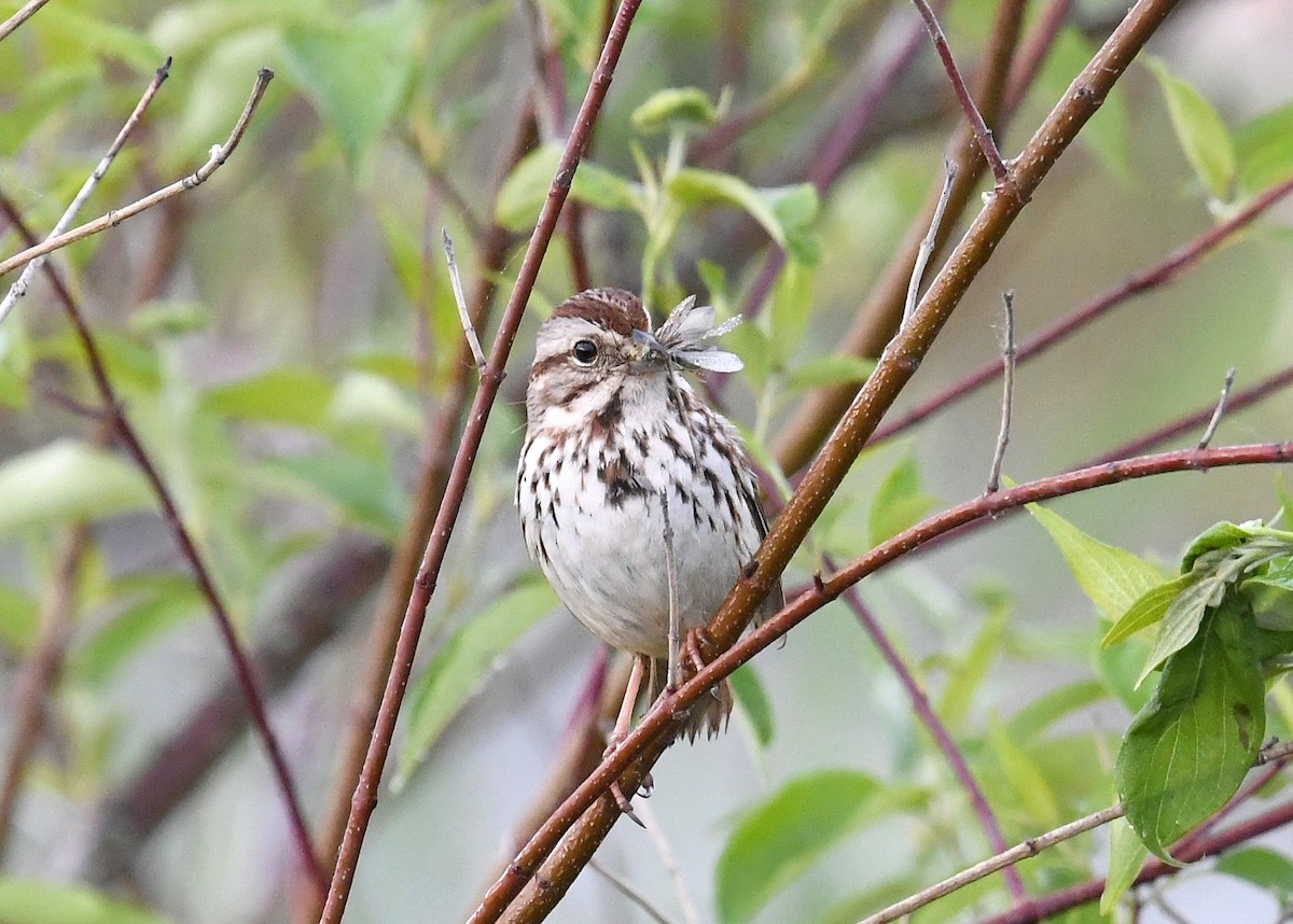 Song Sparrow - ML240617871