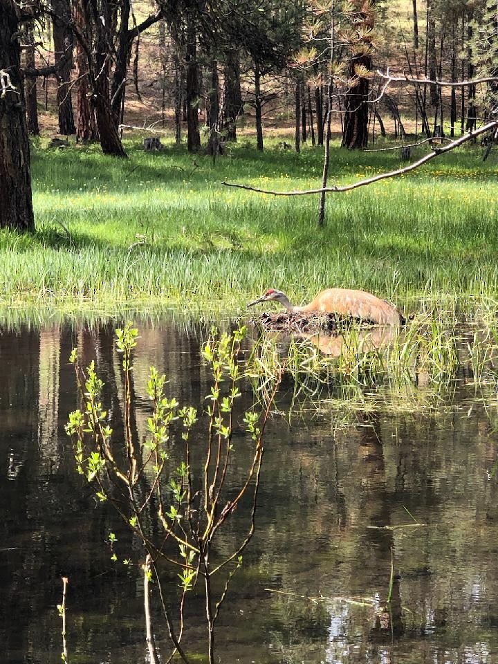 Sandhill Crane - ML240619891