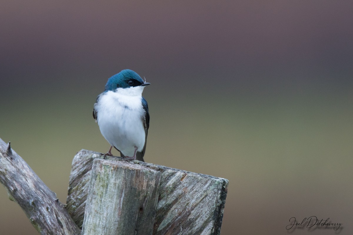 Tree Swallow - ML240620081