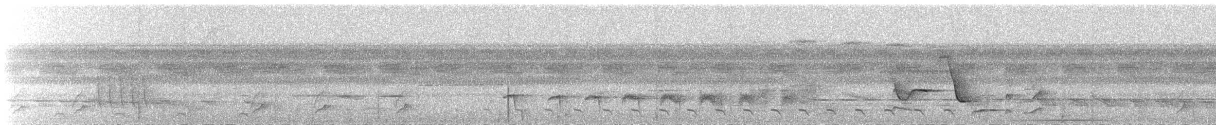 Troglodyte siffleur - ML240620741