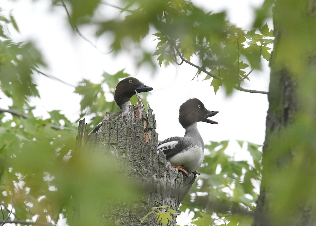 Common Goldeneye - ML240621581