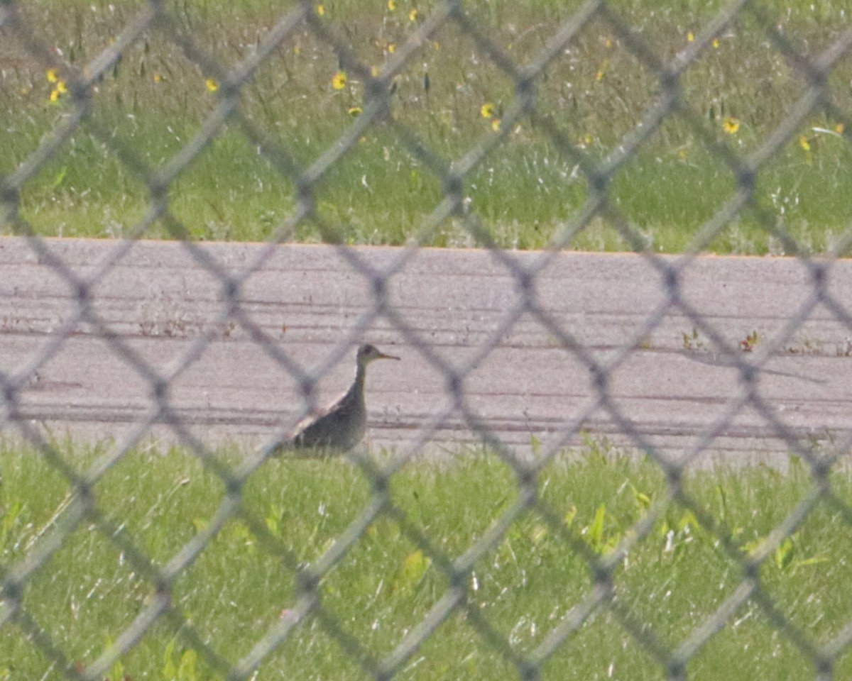 Upland Sandpiper - ML240621791