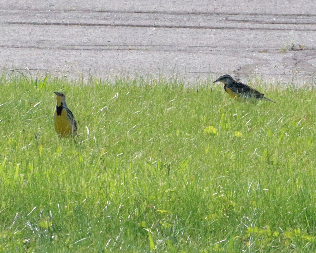 Eastern Meadowlark - ML240622471