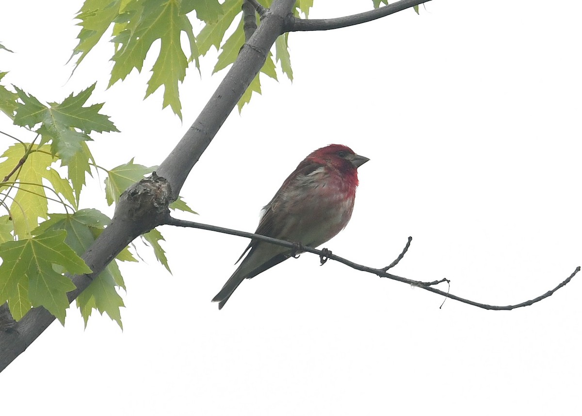 Purple Finch - ML240623081