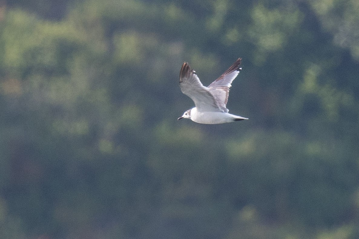 Franklin's Gull - ML240623461