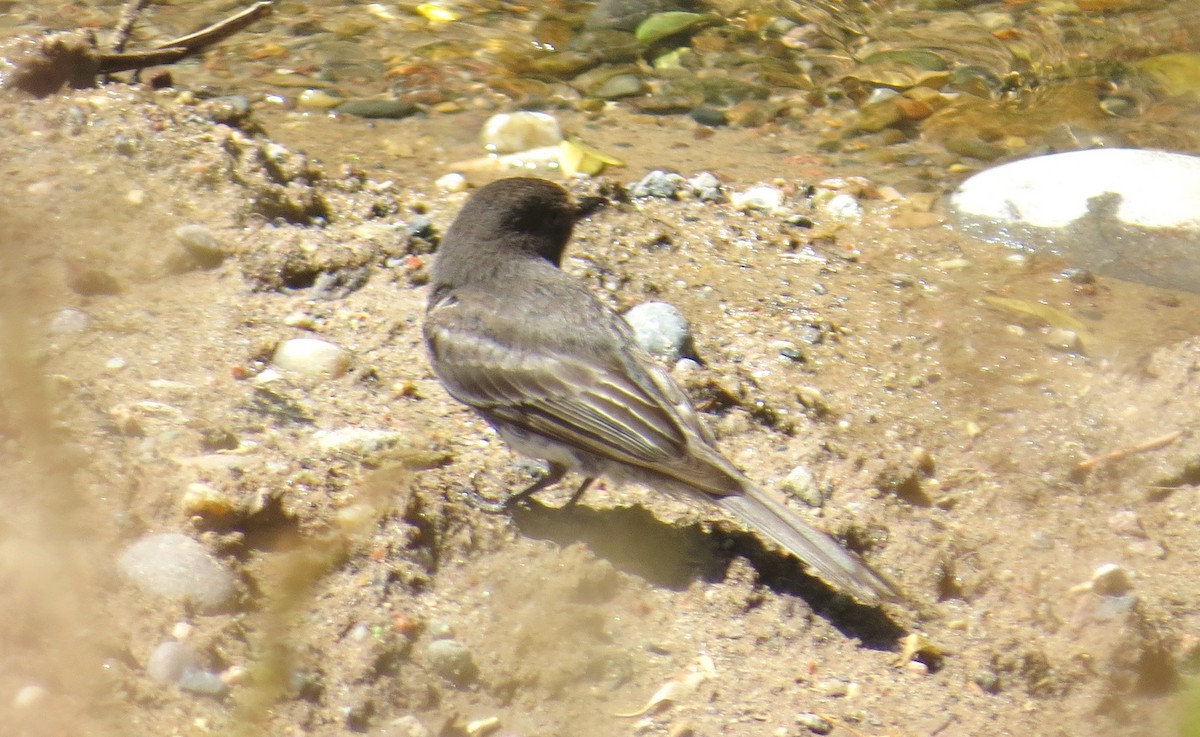 Black Phoebe - ML240625051