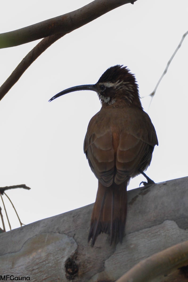 Scimitar-billed Woodcreeper - Maria Fernanda Gauna