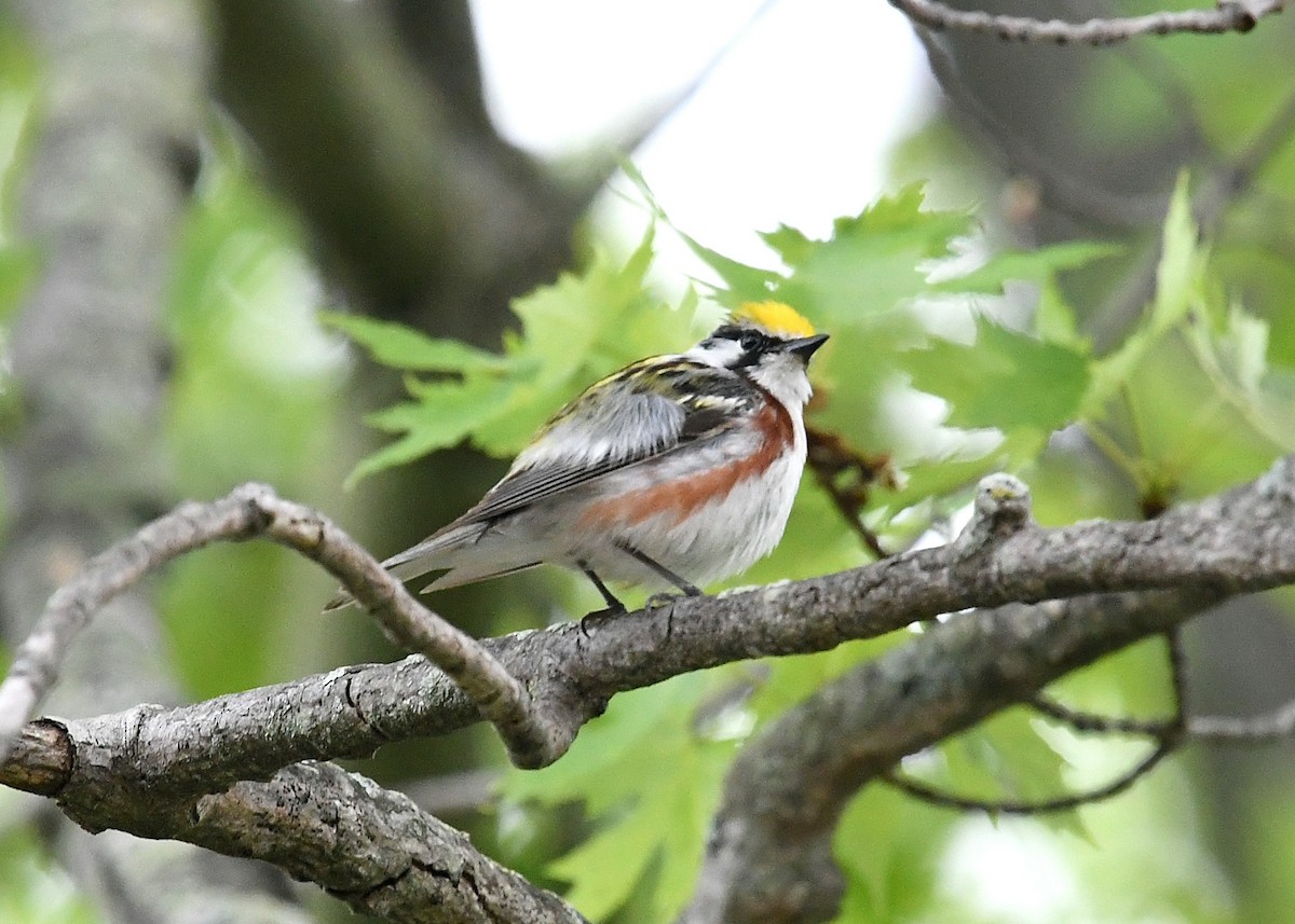 Chestnut-sided Warbler - ML240625631