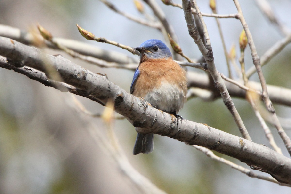 Eastern Bluebird - ML240626341