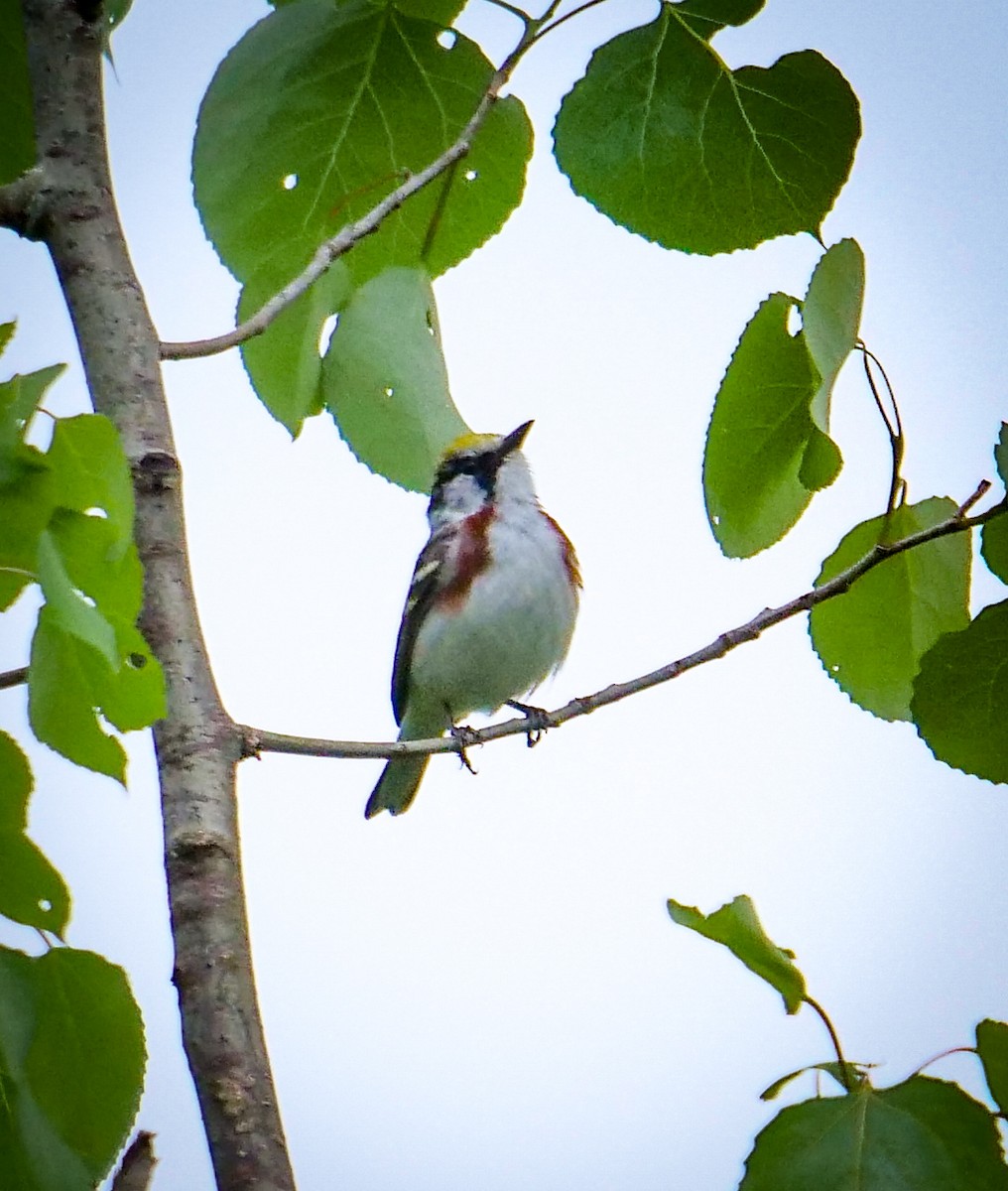 Chestnut-sided Warbler - ML240631921