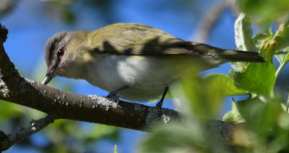 Red-eyed Vireo - ML240632211