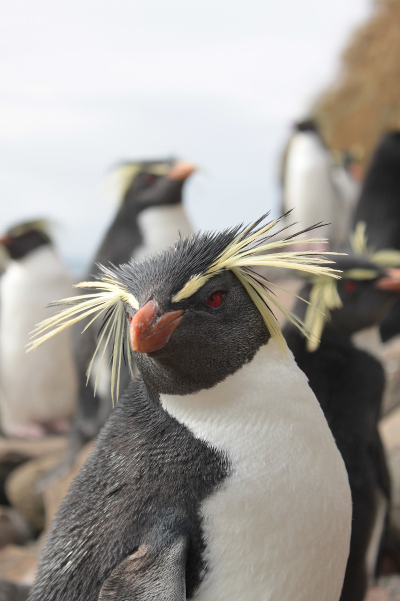 Pingüino Saltarrocas Septentrional - ML240632981