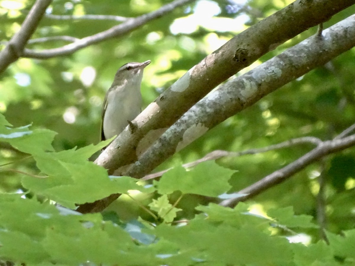 Red-eyed Vireo - ML240634091