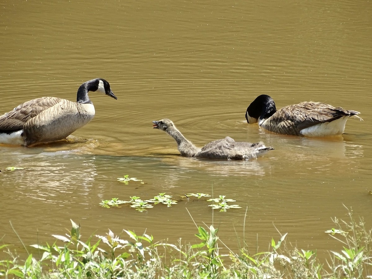 Canada Goose - ML240635191