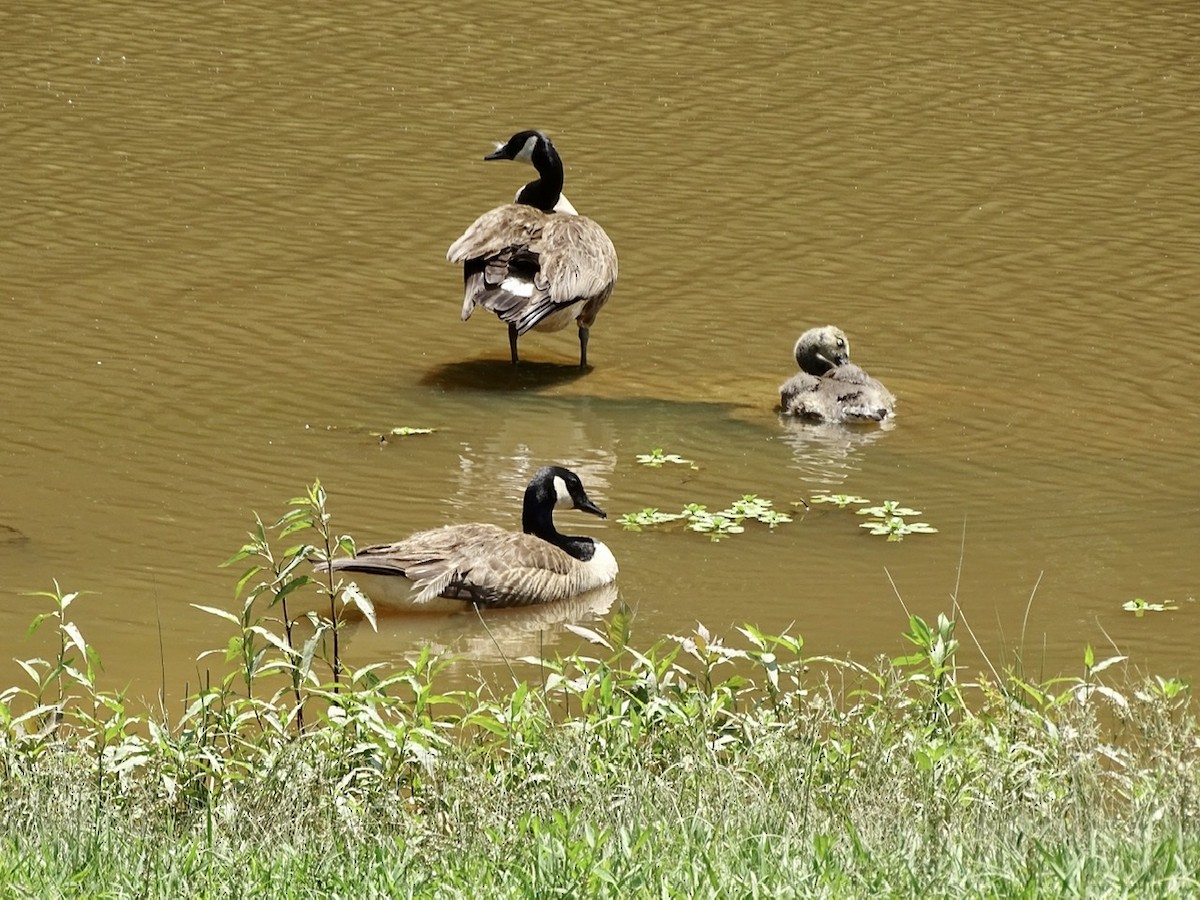 Canada Goose - ML240635201
