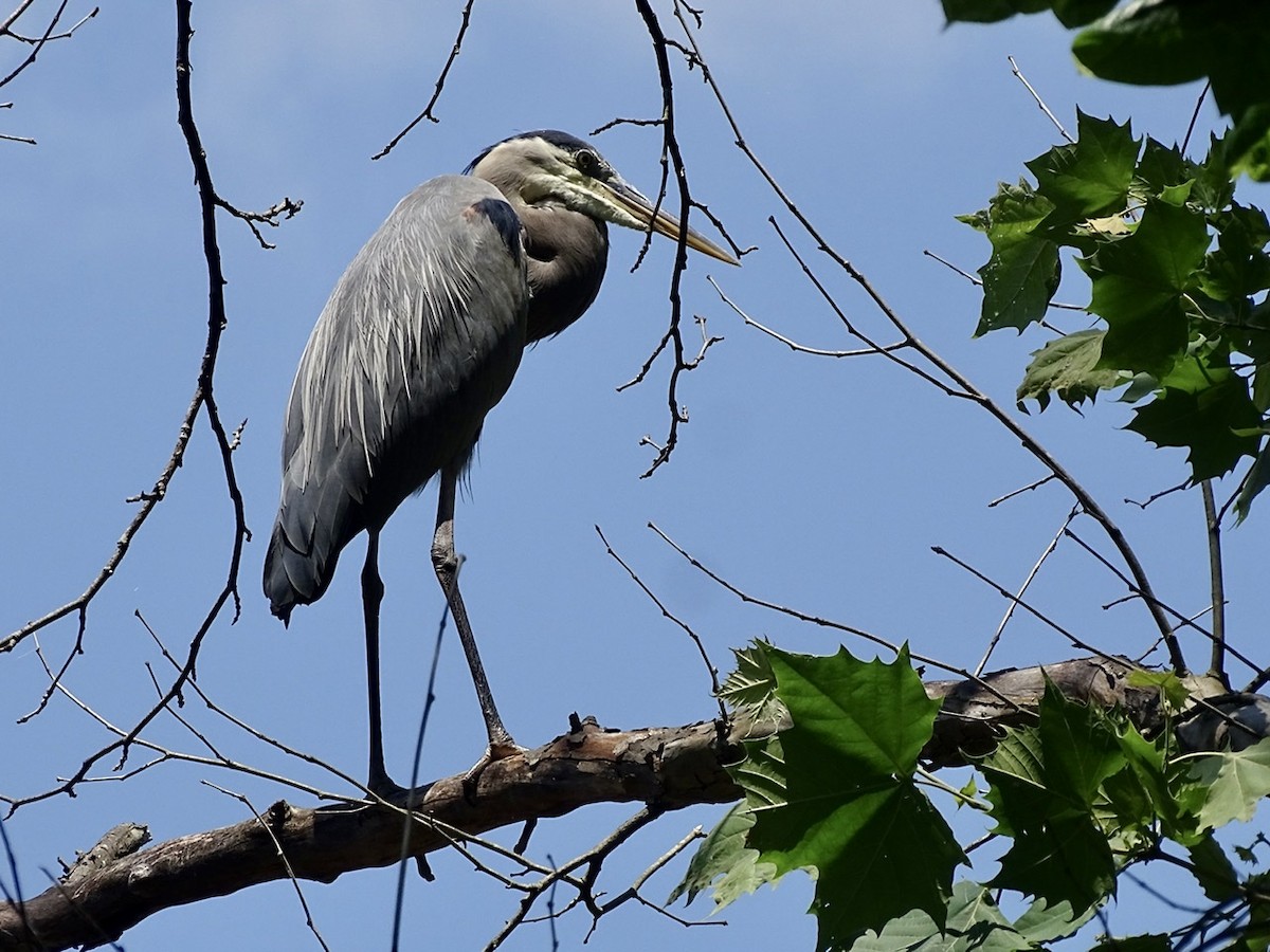 Great Blue Heron - ML240636731