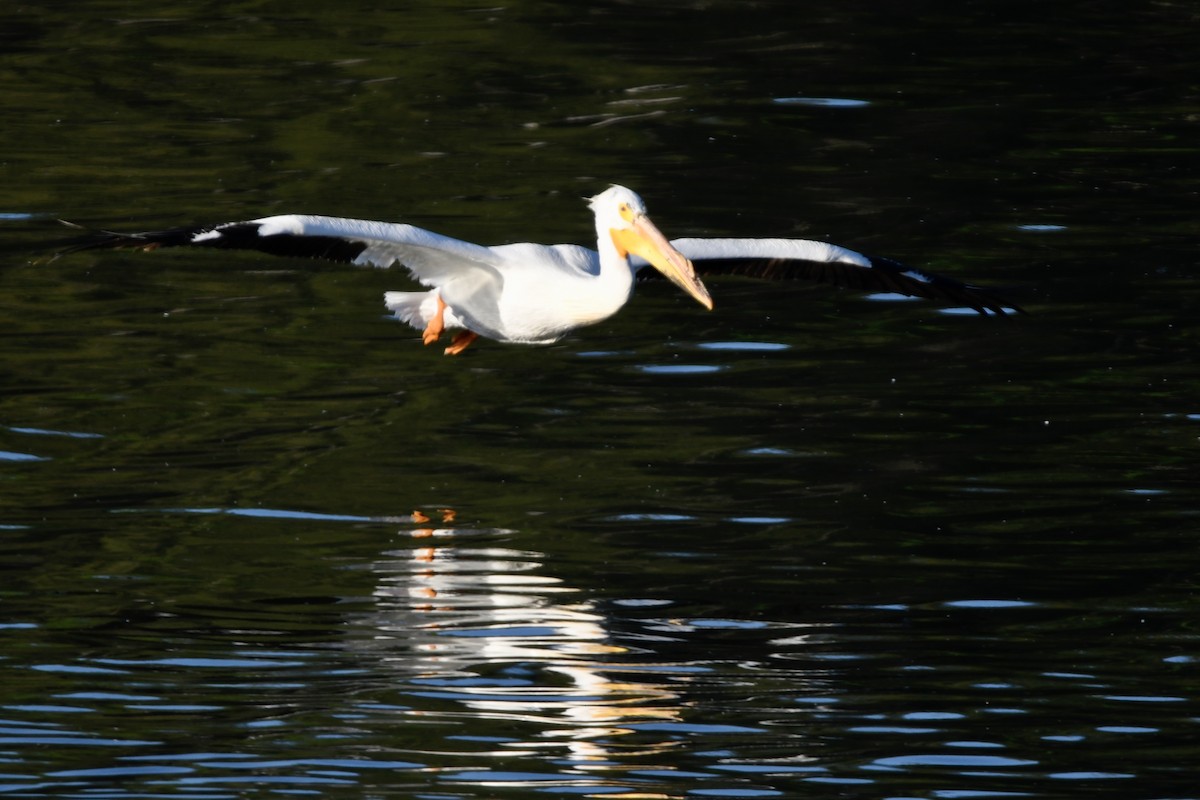 American White Pelican - Randy Youngman